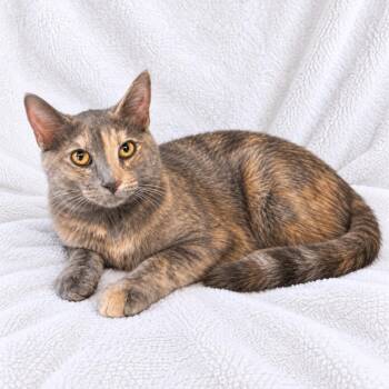 Maple -  Domestic Short Hair Cat for Adoption in Tucson, Arizona - Maple | PetCurious