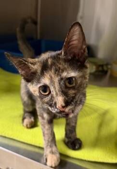 Emmi (Petsmart) -  Domestic Short Hair Cat for Adoption in Ocala, Florida - Emmi (Petsmart) | PetCurious