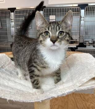 Domestic Short Hair Cats Available for Adoption - Romeo | PetCurious