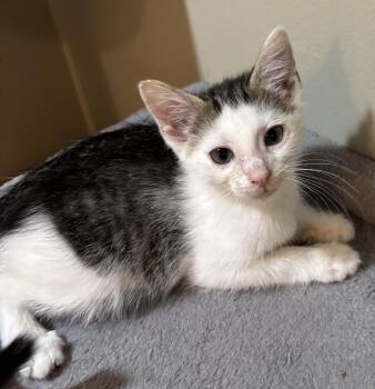 Rescue Domestic Short Hair Cats for Adoption in East Hanover, New Jersey - Berry | PetCurious
