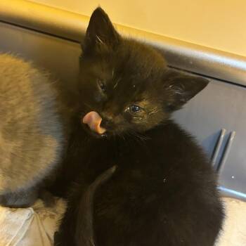 Catherine The Great -  Domestic Medium Hair Cat for Adoption in Chattanooga, Tennessee - Catherine The Great | PetCurious