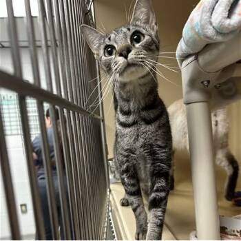 Mulan -  Domestic Short Hair Cat for Adoption in Mooresville, North Carolina - Mulan | PetCurious
