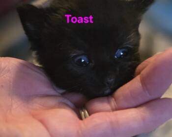 Toast -  Domestic Short Hair Cat for Adoption in Jamesville, New York - Toast | PetCurious