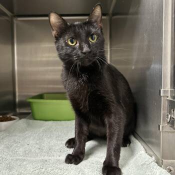 Rescue Domestic Short Hair Cats for Adoption in La Grange Park, Illinois - Midnight | PetCurious