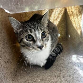 Domestic Short Hair Cats Available for Adoption in Philadelphia, Pennsylvania - Meena | PetCurious