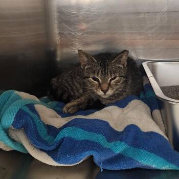 Domestic Short Hair Cats Available for Adoption in Evensville, Tennessee - Millie | PetCurious