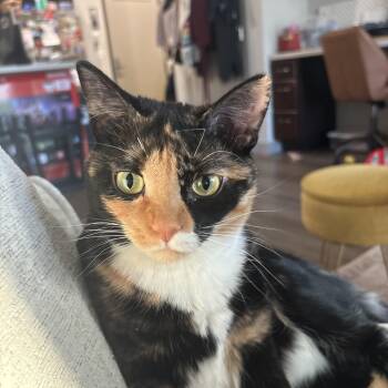 Cricket -  Calico Cat for Adoption in Dickinson, North Dakota - Cricket | PetCurious