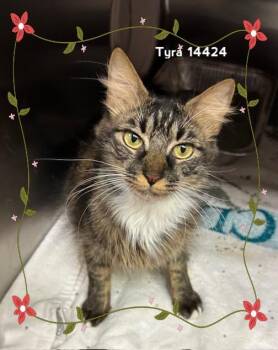 Rescue Domestic Medium Hair Cats for Adoption in Marietta, Georgia - TYRA | PetCurious