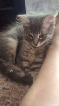 Henry -  Domestic Medium Hair Cat for Adoption in Rio Linda, California - Henry | PetCurious
