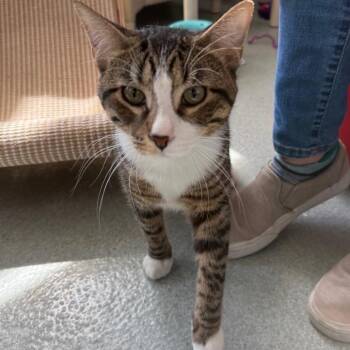 Mochi Reid -  Domestic Short Hair Cat for Adoption in Chicago, Illinois - Mochi Reid | PetCurious
