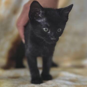 Vesper -  Domestic Short Hair Cat for Adoption in Gordonsville, Tennessee - Vesper | PetCurious