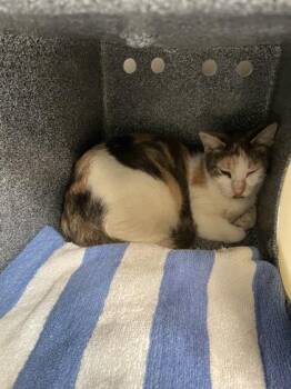 Jubilee -  Domestic Short Hair Cat for Adoption in Daytona Beach, Florida - Jubilee | PetCurious