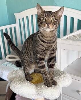 Ernie -  Domestic Short Hair Cat for Adoption in Totowa, New Jersey - Ernie | PetCurious
