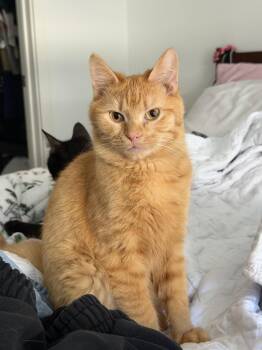 Domestic Short Hair Cats Available for Adoption in Reston, Virginia - Rory | PetCurious