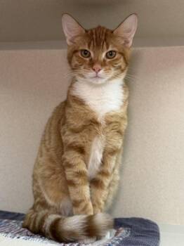 Galactic Starship -  Domestic Short Hair Cat for Adoption in Bellevue, Washington - Galactic Starship | PetCurious