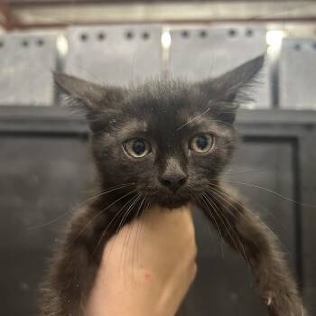 Domestic Short Hair Cats Available for Adoption in Morganton, North Carolina - Sporty Spice | PetCurious