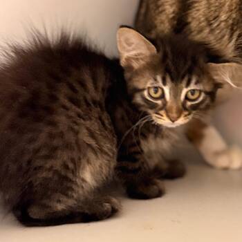 Millie -  Domestic Short Hair Cat for Adoption in Cumming, Georgia - Millie | PetCurious