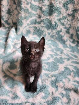 Domestic Short Hair Cats Available for Adoption in Warner Robins, Georgia - Helios | PetCurious