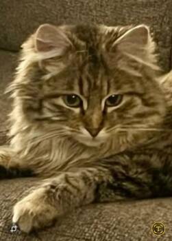 Domestic Long Hair Cats Available for Adoption in Millcreek, Utah - Missy | PetCurious