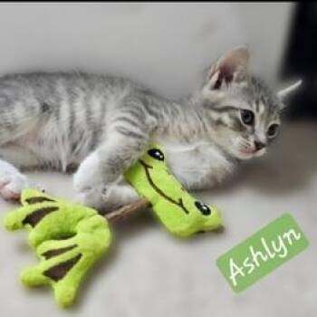 Ashlyn -  Domestic Short Hair Cat for Adoption in Liverpool, Texas - Ashlyn | PetCurious