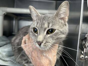 Domestic Short Hair Cats Available for Adoption - Fluff - At Shelter | PetCurious