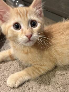 Howie -  American Shorthair and Tabby Cat for Adoption in Ephrata, Washington - Howie | PetCurious