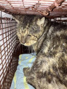 SENOR PEPE -  Domestic Short Hair Cat for Adoption in Long Beach, California - SENOR PEPE | PetCurious