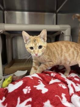 Jlo -  Domestic Short Hair Cat for Adoption in Morristown, New Jersey - Jlo | PetCurious