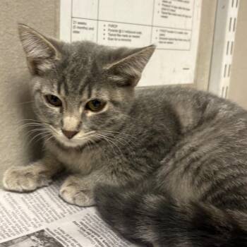 Marge -  Domestic Short Hair Cat for Adoption in Yuma, Arizona - Marge | PetCurious