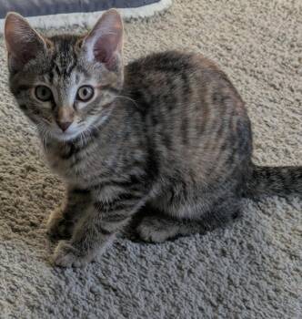 Domestic Short Hair Cats Available for Adoption in Island Lake, Illinois - Blueberry | PetCurious