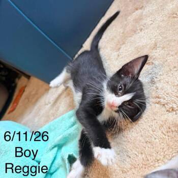 Reggie C12229 -  Domestic Short Hair Cat for Adoption - Reggie C12229 | PetCurious