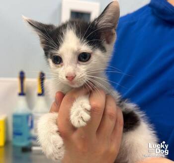Tucker -  Domestic Short Hair Cat for Adoption in Washington, District Of Columbia - Tucker | PetCurious