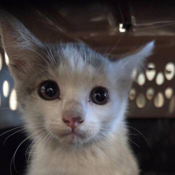 Vanna -  Domestic Short Hair Cat for Adoption in Reno, Nevada - Vanna | PetCurious