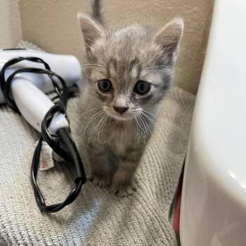 Dust Bunny -  Domestic Short Hair Cat Available for Adoption in Fort Collins, Colorado - Dust Bunny | PetCurious