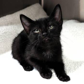 Speck -  Domestic Short Hair Cat for Adoption in Michigan City, Indiana - Speck | PetCurious