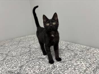 Domestic Short Hair and American Shorthair Cats Available for Adoption - Cicada  | PetCurious