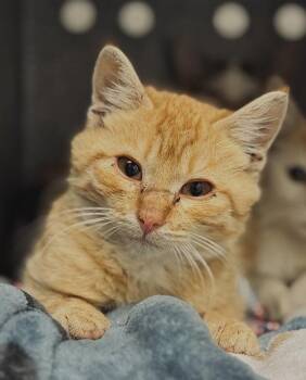 Domestic Short Hair Cats Available for Adoption - Aspen | PetCurious