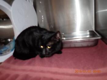 RUSTY -  Domestic Short Hair Cat for Adoption in St. Peters, Missouri - RUSTY | PetCurious