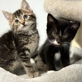 Manny -  Domestic Short Hair Cat for Adoption in York, Pennsylvania - Manny | PetCurious