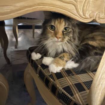 Rosie -  Calico Cat for Adoption in Lexington, Kentucky - Rosie | PetCurious