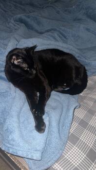 Rescue Domestic Short Hair Cats for Adoption in Virginia Beach, Virginia - Mr Pops | PetCurious