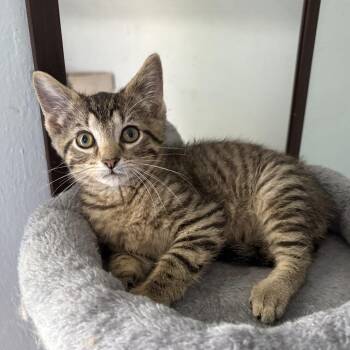 Drew -  Domestic Short Hair Cat for Adoption in Rochester, Indiana - Drew | PetCurious