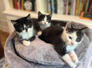 The SoNo Litter -  Domestic Short Hair Cat Available for Adoption in Ridgefield, Connecticut - The SoNo Litter | PetCurious