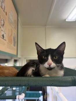 Mai Tai -  Domestic Short Hair Cat for Adoption in Honolulu, Hawaii - Mai Tai | PetCurious