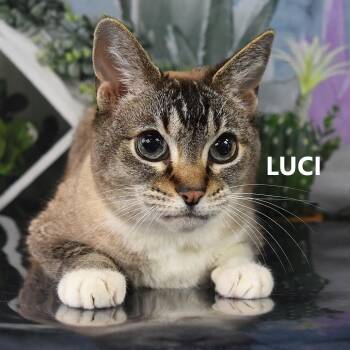 Luci -  Domestic Short Hair Cat for Adoption in Yuma, Arizona - Luci | PetCurious