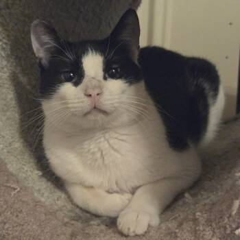 Snoopy -  Domestic Short Hair Cat for Adoption in Liverpool, Texas - Snoopy | PetCurious