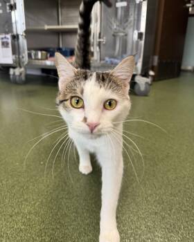 Domestic Short Hair Cats Available for Adoption in Seneca, Pennsylvania - Ruby Rose | PetCurious