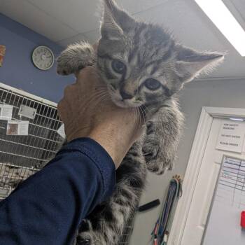 Ford -  Domestic Short Hair Cat for Adoption in Marble, North Carolina - Ford | PetCurious