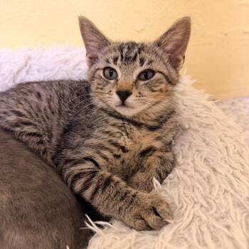 Wilson -  Domestic Short Hair Cat for Adoption in Mt. Juliet, Tennessee - Wilson | PetCurious