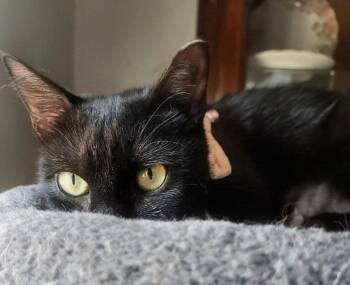 Ebony -  Bombay and Domestic Short Hair Cat for Adoption in Knoxville, Tennessee - Ebony | PetCurious